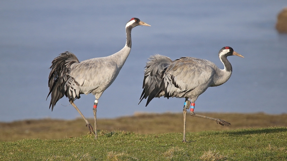 Christmas comes early at London Wetland Centre this year!